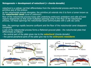Notogenesis = d evelopment of notochord ( = chorda dorsalis) notochord is a cellular rod that differentiates from the notochordal process and forms the primitive axis of the embryo a s  t he notochordal process elongates, the primitive pit extends into it to form a lumen known as the   notochordal canal   (canal of Lieberkuhn) f loor of the notochordal process fuses with underlying embryonic endoderm and cells of fused regions degenerate so that small multiplied openings arise in the floor of the notochordal process , v ia these openings the notochordal canal communicates with  a  yolk sac cavity later , the openings rapidly become confluent and the floor of the notochordal canal disappears completely a  rest of the notochordal process form s  a flattened grooved plate - the notochordal plate that differentiate as follows: - the central part of the plate gives rise to the  notochord   (chorda dorsalis) -  the paired peripheral parts of the plate give rise to the  embryonic mesoderm 