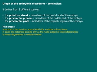 Origin of the embryonic mesoderm – conclusion : it  derives from 3 different sources:  -  the  primitive streak   -  mesoderm of the caudal end of the embryo -  the  prochordal process   -  mesoderm of the middle part of the embryo -  the  prochordal plate   -  mesoderm of the cephalic region of the embryo Remember:   n otochord is the structure around which the vertebral column forms i n adult, the notochord persists only as the nuclei pulposi of intervertebral discs it always degenerates in vertebral bodies 