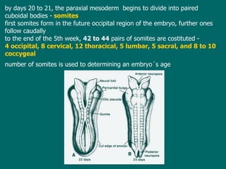 by  days 20 to 21, the paraxial mesoderm  begins to divide into   paired  cuboidal bodies  -   somites first somites form in the future occipital region of the embryo, further ones follow caudally to the end of the 5th week,  42 to 44  pairs of somites  are costituted -  4 occipital, 8 cervical ,  12 thoracical, 5 lumbar, 5 sacral, and 8 to 10 coccygeal number of  somites  is  used to  determining   an  embryo´s age 