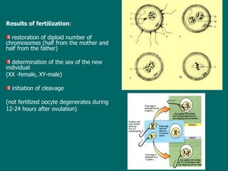 Results of fertilization : restoration of diploid number of chromosomes (half from the mother and half from the father) determination of the sex of the new individual  (XX -female, XY-male) initiation of cleavage  (not  fertiliz ed  oocyte degenerates  during  12- 24 hours after ovulation ) 