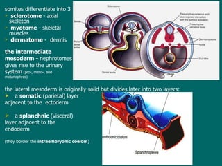 somites differentiate into 3 sclerotome  - axial skeleton myotome  -  skeletal muscles  dermatome  -  dermis t he intermediate   mesoderm  -  nephrotomes gives rise to the urinary system   (pro-, meso-, and  metanephros) t he lateral mesoderm is original ly  solid but divides later into two layers: a  somatic  (parietal) layer  adjacent to the  ectoderm a  splanchnic  (visceral)  layer adjacent to the  endoderm  (they border  the  intraembryonic coelom )   