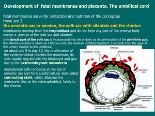 D evelopment of  fetal membranes and placenta. The umbilical cord fetal membranes  serve for protection and nutrition of the conceptus there are 3   the amniotic sac or amnion, the yolk sac with allantois and the   chorion membranes develop from the  trophoblast  and  do not form  any  part of the embryo  body except a  portion   of the yolk sac and allantois   (t he  dorsal part of the yolk sac  is incorporated into the embryo as   the primordium of the  primitive gut ; the allantois  persists  in adults as a fibrous cord, the medium umbilical   ligament , it  extends from the apex of the urinary bladder to the umbilicus ) o n about day 9 to day 10, the proliferati on  of the cytotrophoblast reaches the maximum, its cells rapidly migrate into the blastocyst and give rise to the  extraembryonic mesoderm mesodermal cells condense at the top of amniotic sac and form a solid cellular stalk called   connecting stalk , which attaches the embryonic disc to the cytotrophoblast, lately to the chorion 