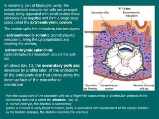 i n remaining part of blastocyst cavity, the extraembryonic mesodermal cells are arranged loosely being separated with small cavities  these  ultimately fuse together and form a single large space called the  extraembryonic coelom The coelom splits the mesoderm into two layers: -  extraembryonic somatic  (somatopleuric) mesoderm, lining the  cyto trophoblast and covering the amnion, extraembryonic splanchnic  (splanchnopleuric) mesoderm around the yolk sac o n about day 13, the  secondary yolk sac  develops by proliferation of the endoderm of the embryonic disc that grows along the inner surface of the exocoelomic membrane f rom the caudal part of the secondary yolk sac a  f inger-like outpouching or diverticulum projects in the connecting stalk and is called the  allantois  -  day 16 i n  human embryos, the allantois is rudimentary  (partly is involved in early blood formation, partly is associated with development of the urinary bladder  - a s the bladder enlarges, the allantois becomes the urachus) 