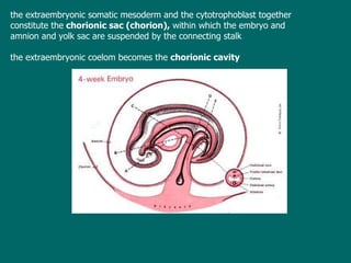 t he extraembryonic somatic mesoderm and the cytotrophoblast together  constitute   the  chorionic sac  (chorion),  within which the embryo and amnion and yolk sac   are suspended by the connecting stalk th e extraembryonic coelom becomes the  chorionic cavity 
