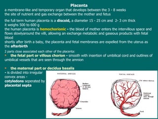 Placenta a  membrane-like and  temporary organ that develops  between  the  3 - 8 weeks the site of  nutrient and gas  exchange between the mother and fetus t he  full term  human placenta  is a   discoid ,  a diameter  15 - 2 5  cm  and  2- 3 cm  thick it  weighs 500  to  600 g  the human placenta is   hemochorionic  -  the blood of mother enters the intervillous space and flows slowlyaround the villi, allowing an exchange metabolic and gaseous products with fetal  blood  shortly after birth a baby, the placenta and fetal membranes are expelled from the uterus as  the  afterbirth 2 parts close associated each other  of the placenta :  the fetal part or villous chorion   -  smooth with insertion of umbilical cord and outlines of umbilical vessels that are seen through the amnion the maternal part or decidua basalis   -  is divided into irregular convex areas -  cotyledons  seperated by  placental septa 