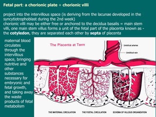 Fetal part :  a chorionic plate  +   chorionic villi project into the intervillous space  (is  deriv ing  from the lacunae developed in the syncytiotrophoblast during the 2nd week )   chorionic villi may be either free or anchored to the decidua basalis   = main stem villi , o ne main stem villus  form s a unit of the fetal part of the placenta  known as  - the  cotyledon , they are separated each other by  septa  of placenta m aternal blood circulates through the intervillous space, bringing nutritive and other substances necessary for embryonic and fetal growth, and taking away the waste products of fetal metabolism 