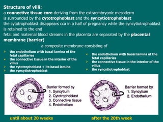 Structure of villi: a  connective tissue core  deriv ing  from the extraembryonic   mesoderm is surrounded by the  cytotrophoblast  and the   syncytiotrophoblast the cytotrophoblast disappears  cca in a  half of pregnancy  while  the   syncytiotrophoblast is  retain ed  to the end fetal and maternal blood stream s in the placenta  are  separated  by the  placental membrane ( barrier )   a composite membrane consisting   of   until about 20 weeks after the 20th week the endothelium  with  basal lamina   of the fetal capillaries t he connective tissue in the interior of the villus  the cytotrophoblast + its basal  lamina   the syncytiotrophoblast t he endothelium  with  basal lamina   of the fetal capillaries t he connective tissue in the interior of the villus  the syncytiotrophoblast 