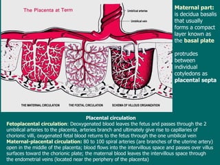 Placental circulation Fet o placental circulation : Deoxygenated blood leaves the fetus and passes through the 2  umbilical arteries to the placenta ,  arteries branch and ultimately give rise to  capillaries  of chorionic villi , oxygenated  fetal blood return s  to the fetus through  the  one umbilical vein Maternal - placental circulation:  80 to 100 spiral arteries  (are branches of  the uterine artery ) open in the middle of the placenta; blood flows into  the  intervillous space and passes over  villus   surfaces  toward the chorionic plate; t he maternal blood leaves the intervillous space through the  endometrial veins (located near the periphery of the placenta) Maternal part:  is decidua basalis that usually forms a compact layer   known as the  basal plate   p rotrudes  between  individual cotyledons as  placental septa   