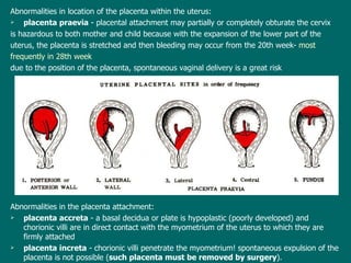 Abnormalities in location of the placenta within the uterus: p lacenta praevia  - placental attachment may partially or completely obturate the cervix is hazardous to both mother and child  because w ith the expansion of the lower part of the  uterus, the placenta is stretched and then bleeding may occur from the 20th week -  most  frequently in 28th week d ue to the position of the placenta, spontaneous vaginal delivery is a great risk Abnormalities in the placenta attachment: p lacenta accreta  - a basal decidua or plate is hypoplastic (poorly developed) and chorionic villi are in direct contact with the myometrium of the uterus to which they are firmly attached p lacenta increta  - chorionic villi penetrate the myometrium!  s pontaneous expulsion of the placenta is not possible ( such placenta must be removed by surgery ). 