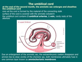 The umbilical cord a t the end of the second month, the amniotic sac enlarges and sheathes the umbilical cord core  od the cord si  form ed by  the material of the connecting stalk  surface  of the cord  is covered with the amniotic ectoderm  t he umbilical cord contains  2 umbilical arteries ,  1  vein , rarely rests of the allantois Due an enlargement of the amniotic sac, the extraembryonic coelom disappears and amnion lies to close vicinity of the chorionic sac , b oth membranes ultimately fuse in one common layer known as  amniochorionic membrane 