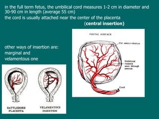 in the  full term  fetus,  the umbilical cord measures 1-2 cm in diameter and 30-90 cm in length (average 55 cm)  t he cord is usually attached near the center of the placenta   ( central insertion) other ways of insertion are:  marginal and  velamentous one 