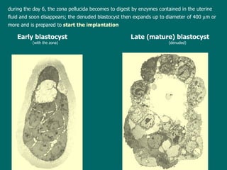 Early blastocyst      Late (mature) blastocyst (with the zona) (denuded) d uring the day 6 ,  the zona pellucida becomes to digest by enzymes  contained in the uterine  fluid  and soon disappears ; t he denuded blastocyst then expands up to diameter of 400   m  or  more  and is prepared to  start the implantation 