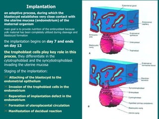 Implantation an adaptive process, during which the blastocyst establishes very close contact with  the  uterine mucosa  ( endometrium )   of the  maternal organism main goal  is to  provid e  nutrition of the embryoblast because yolk material has been completely utilized during cleavage and blastocyst formation t he implantation  begins  on  day 7 and ends on day 13 the  trophoblast cells play  key role in  this proces , they differentiate in the  cytotrophoblast  and the  syncytiotrophoblast invading the uterine mucosa Staging of the implantation: Attaching of the blastocyst to the endometrial epithelium  Invasion of the trophoblast cells in the endometrium Reparation of implantation defect in  the  endometrium Formation of uteroplacental circulation Manifestation of decidual reaction 
