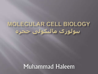 Muhammad Haleem 
 