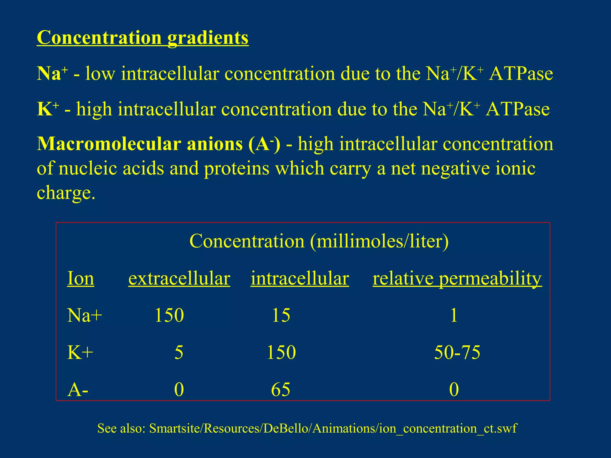 Concentration gradients
Macromolecular anions (A-
) - high intracellular concentration
of nucleic acids and proteins which carry a net negative ionic
charge.
Na+
- low intracellular concentration due to the Na+
/K+
ATPase
K+
- high intracellular concentration due to the Na+
/K+
ATPase
Concentration (millimoles/liter)
Ion extracellular intracellular relative permeability
Na+ 150 15 1
K+ 5 150 50-75
A- 0 65 0
See also: Smartsite/Resources/DeBello/Animations/ion_concentration_ct.swf
 