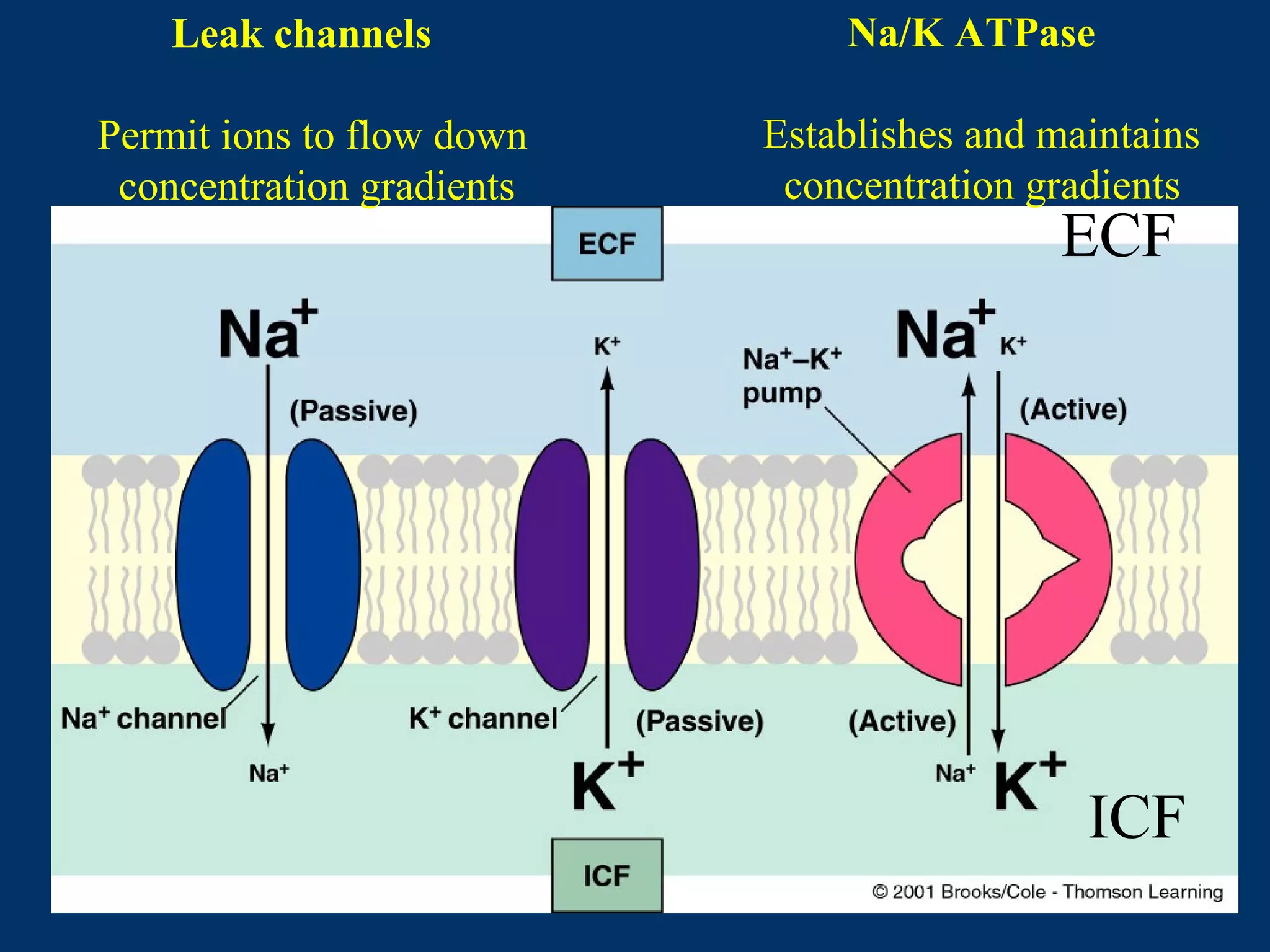 ECF
ICF
Leak channels
Permit ions to flow down
concentration gradients
Na/K ATPase
Establishes and maintains
concentration gradients
 