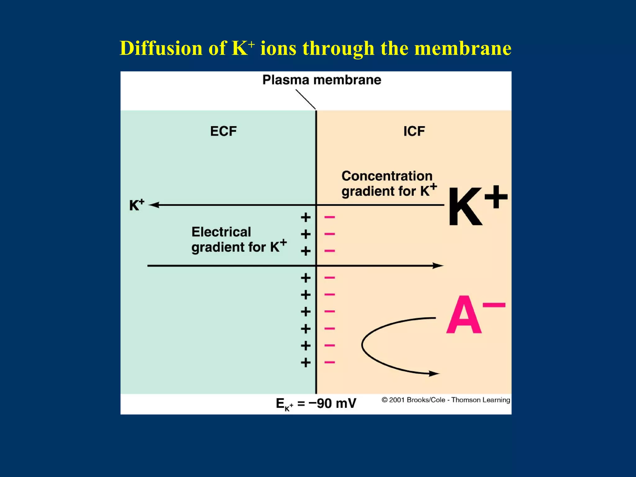 Diffusion of K+
ions through the membrane
 