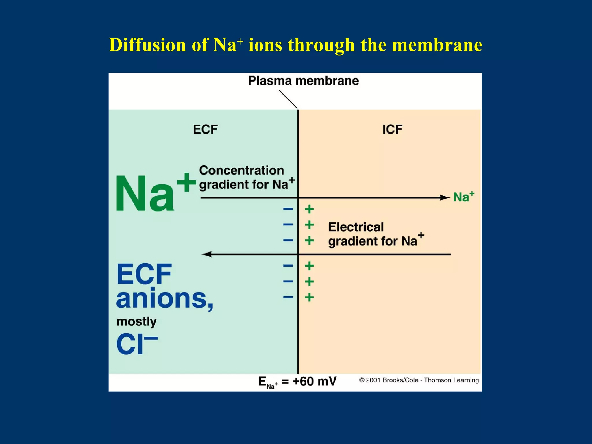 Diffusion of Na+
ions through the membrane
 