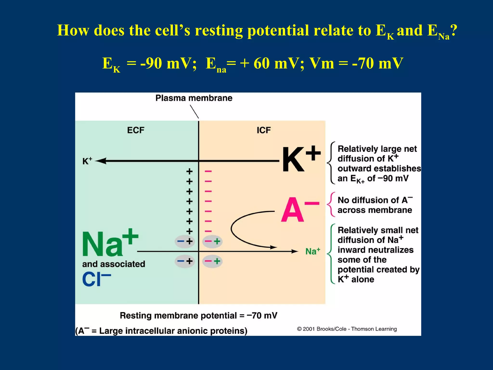 How does the cell’s resting potential relate to EK and ENa?
EK = -90 mV; Ena= + 60 mV; Vm = -70 mV
 