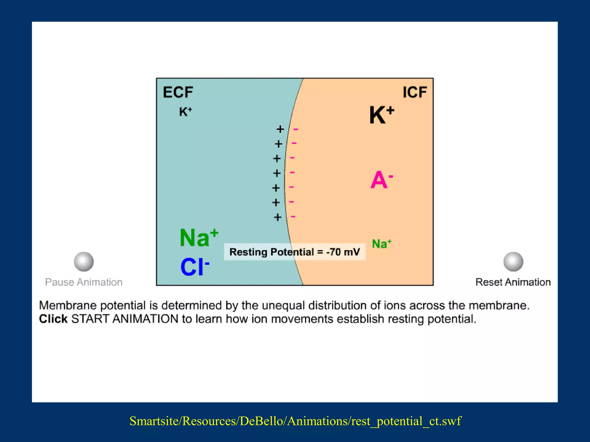 Smartsite/Resources/DeBello/Animations/rest_potential_ct.swf
 