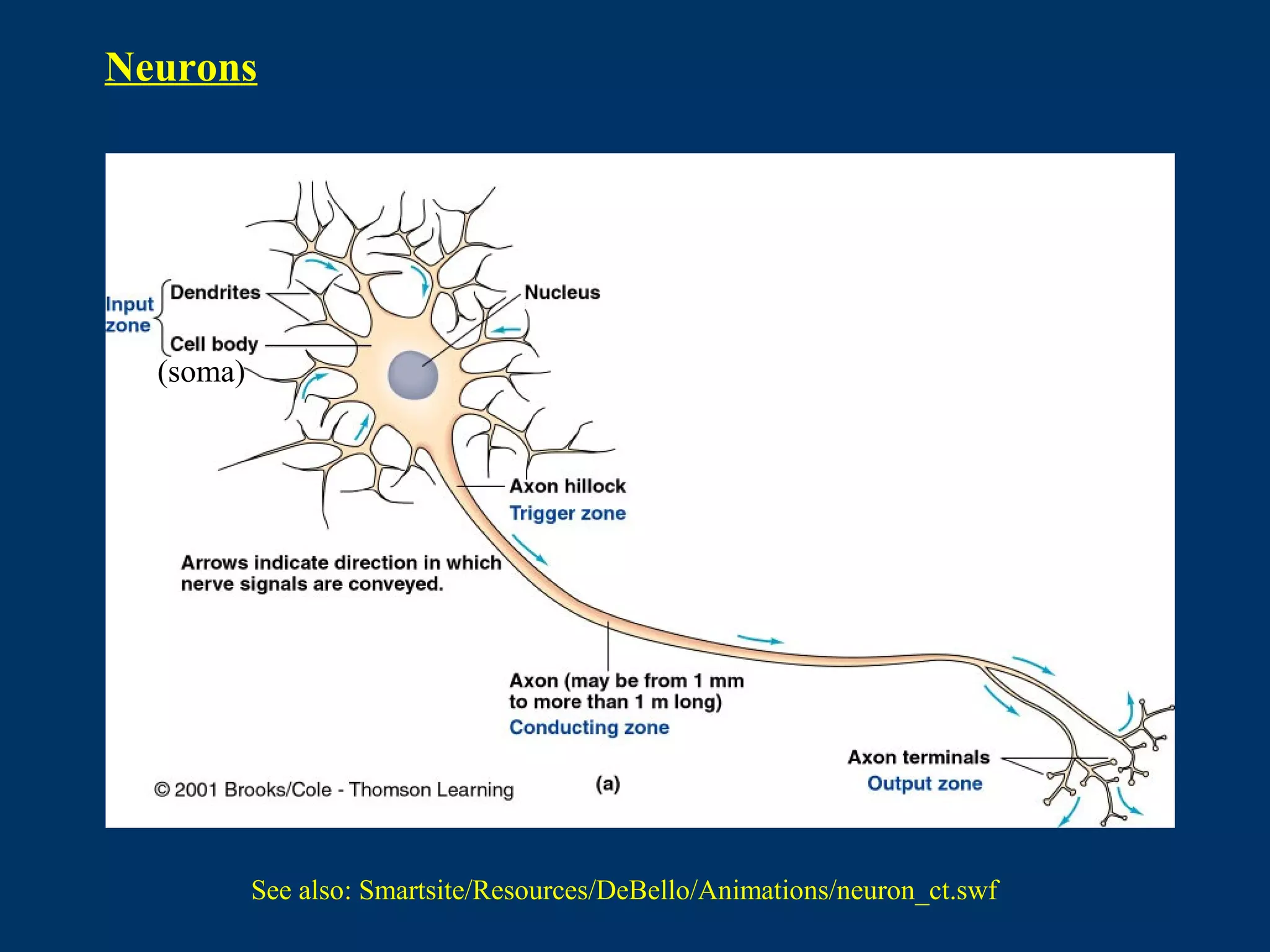 Neurons
(soma)
See also: Smartsite/Resources/DeBello/Animations/neuron_ct.swf
 