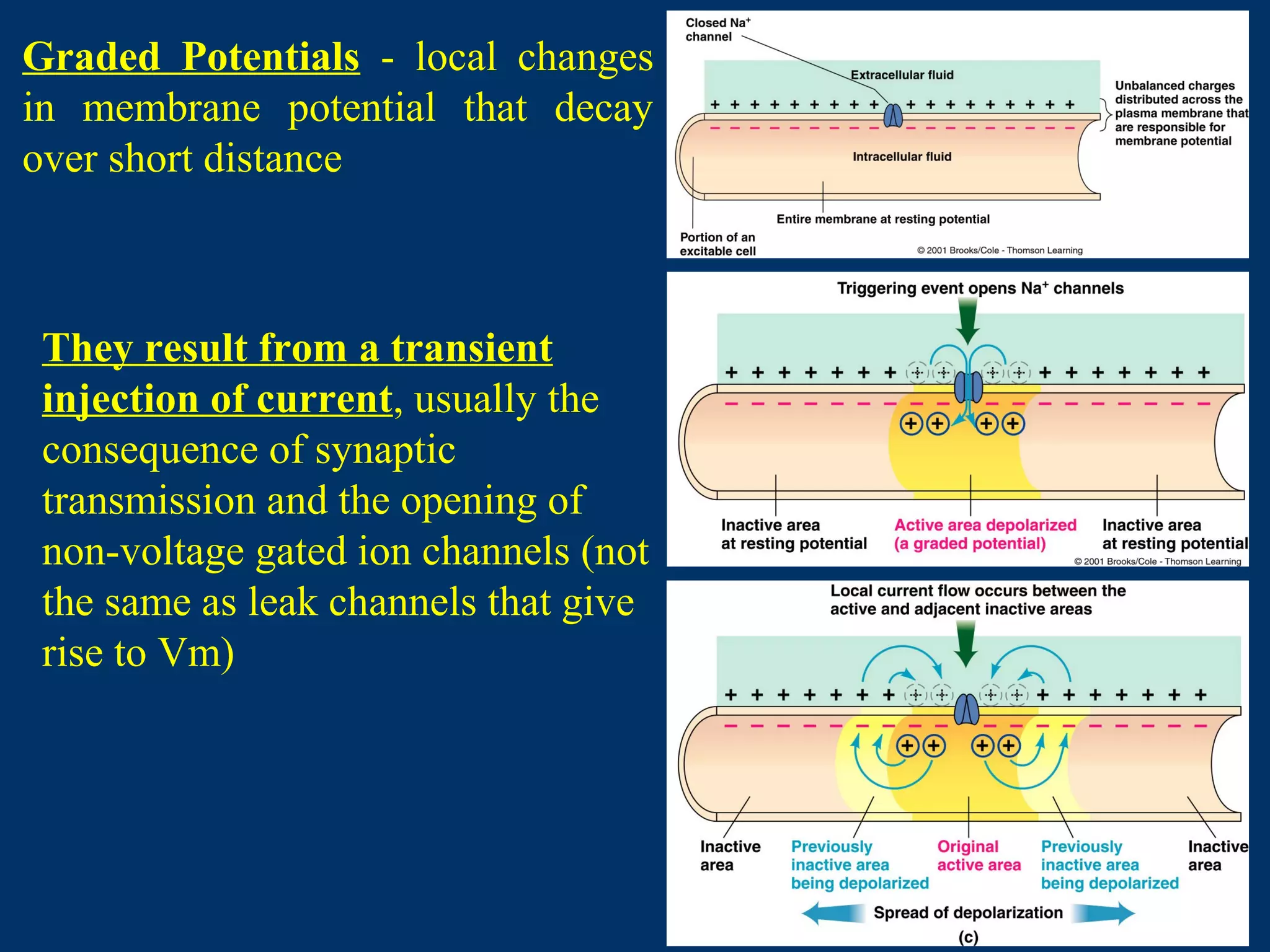 Graded Potentials - local changes
in membrane potential that decay
over short distance
They result from a transient
injection of current, usually the
consequence of synaptic
transmission and the opening of
non-voltage gated ion channels (not
the same as leak channels that give
rise to Vm)
 
