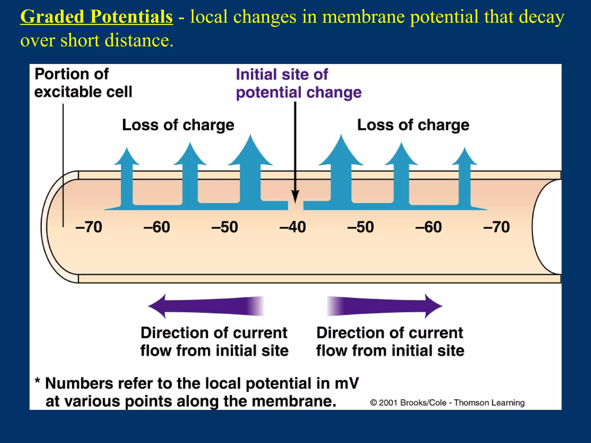 Graded Potentials - local changes in membrane potential that decay
over short distance.
 