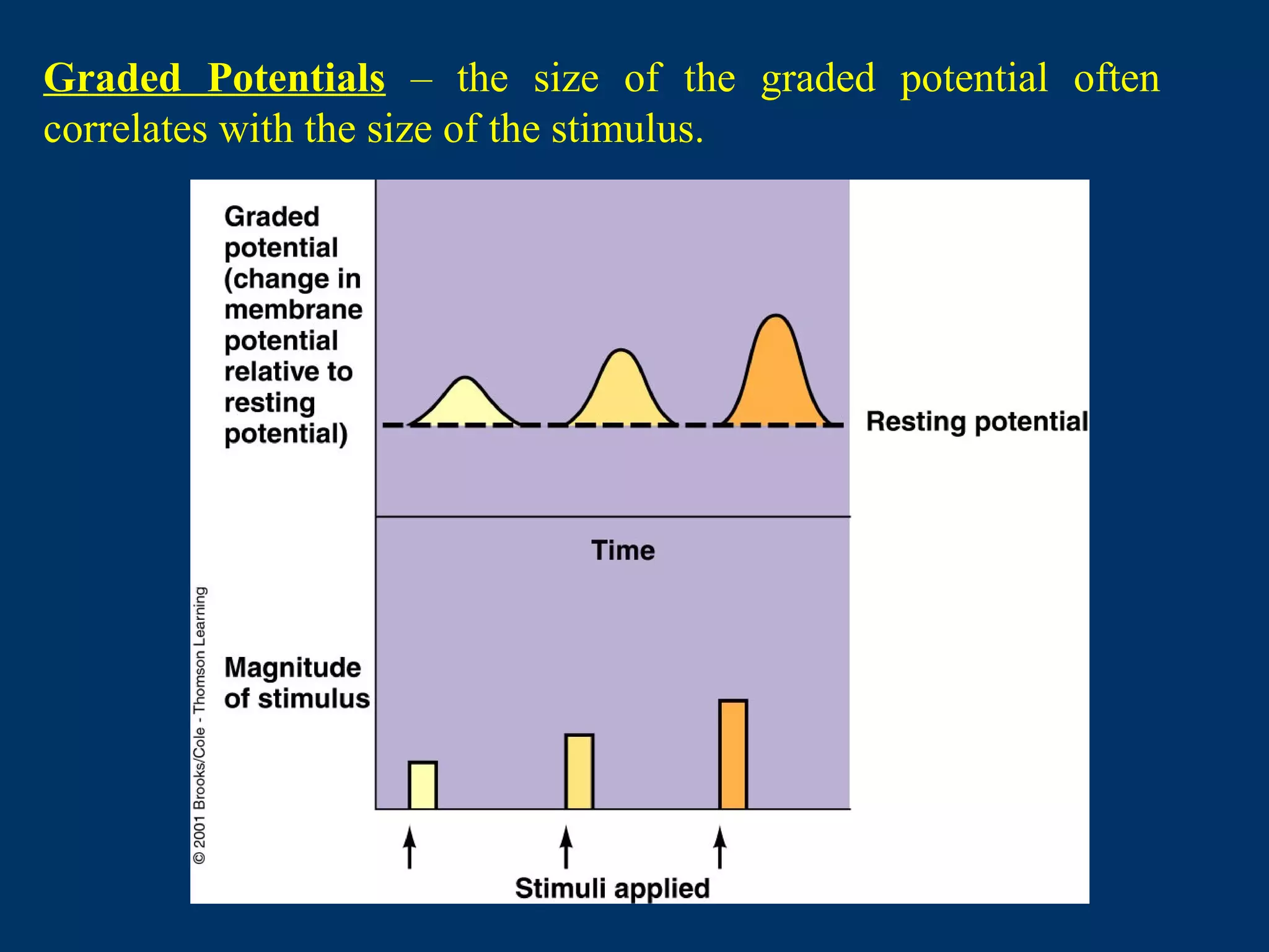Graded Potentials – the size of the graded potential often
correlates with the size of the stimulus.
 