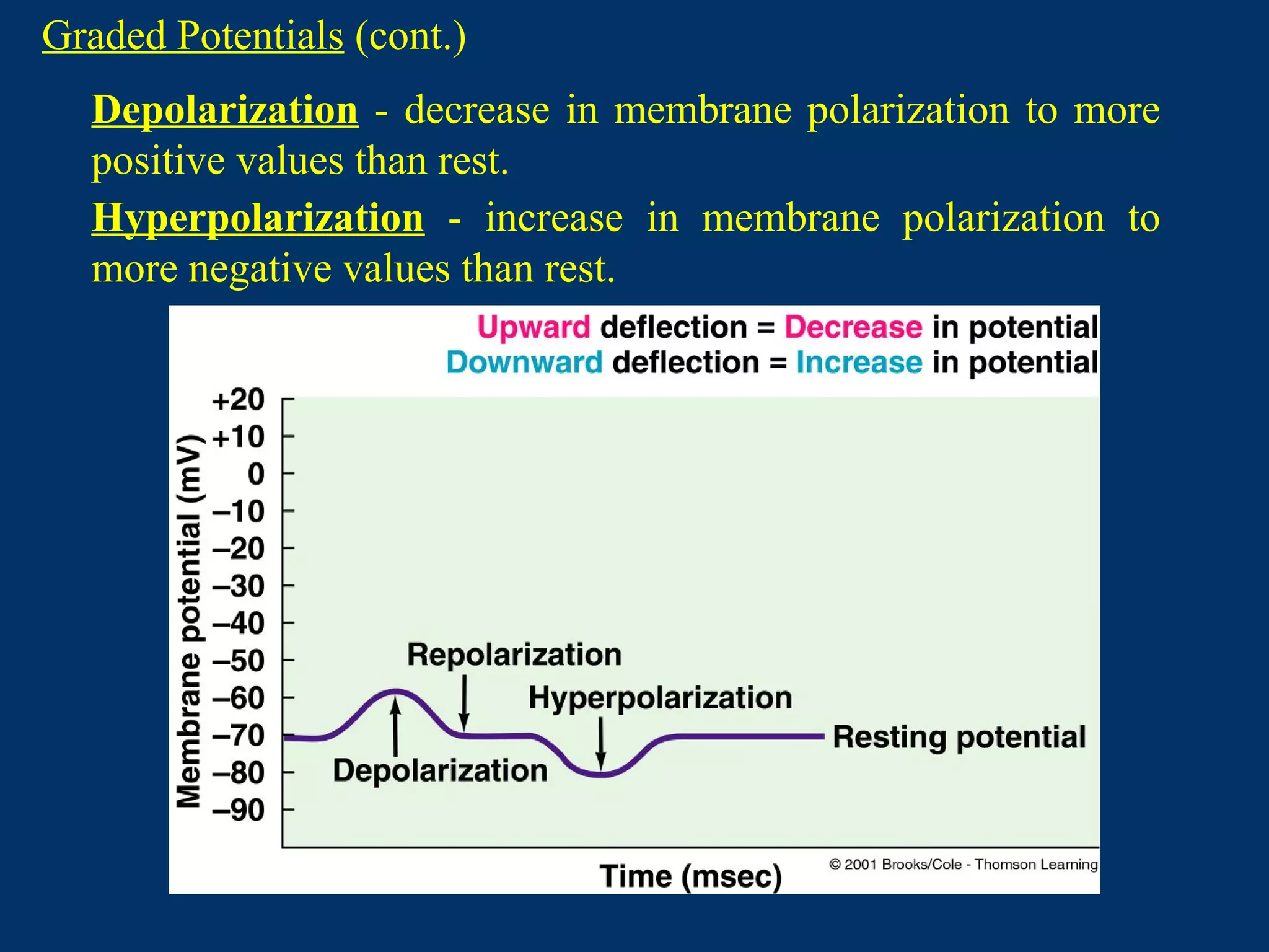 Depolarization - decrease in membrane polarization to more
positive values than rest.
Hyperpolarization - increase in membrane polarization to
more negative values than rest.
Graded Potentials (cont.)
 