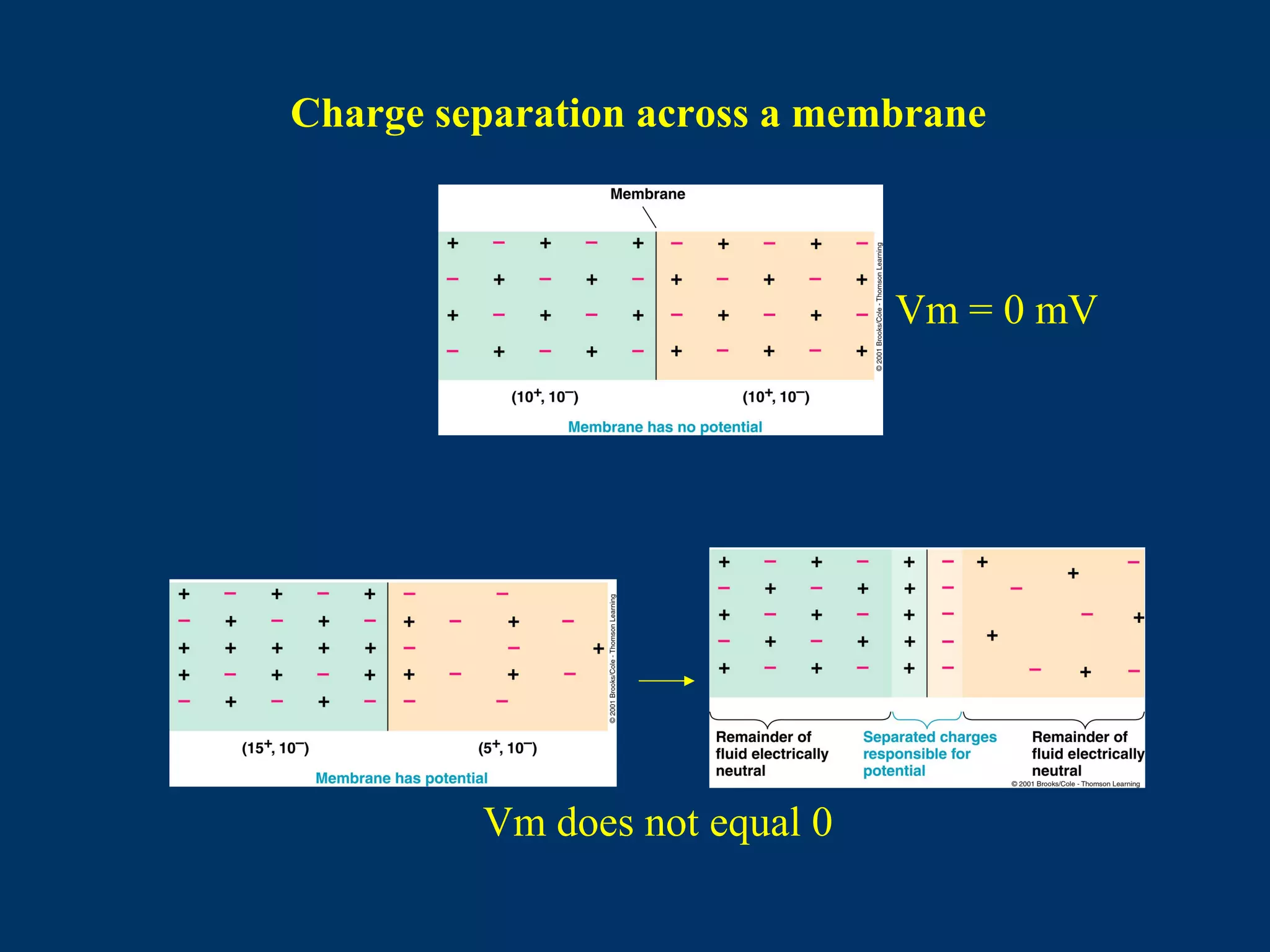 Charge separation across a membrane
Vm = 0 mV
Vm does not equal 0
 