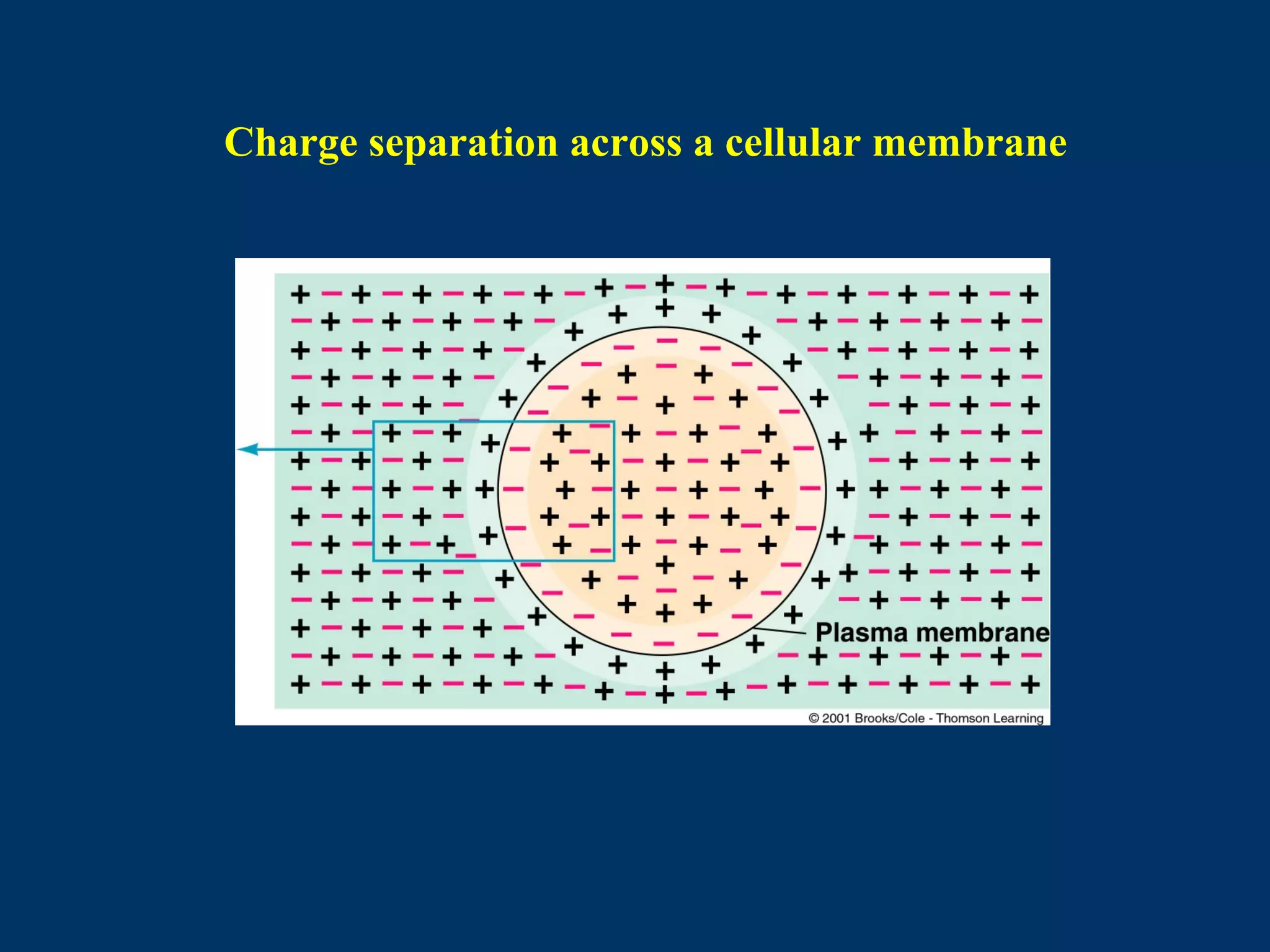 Charge separation across a cellular membrane
 