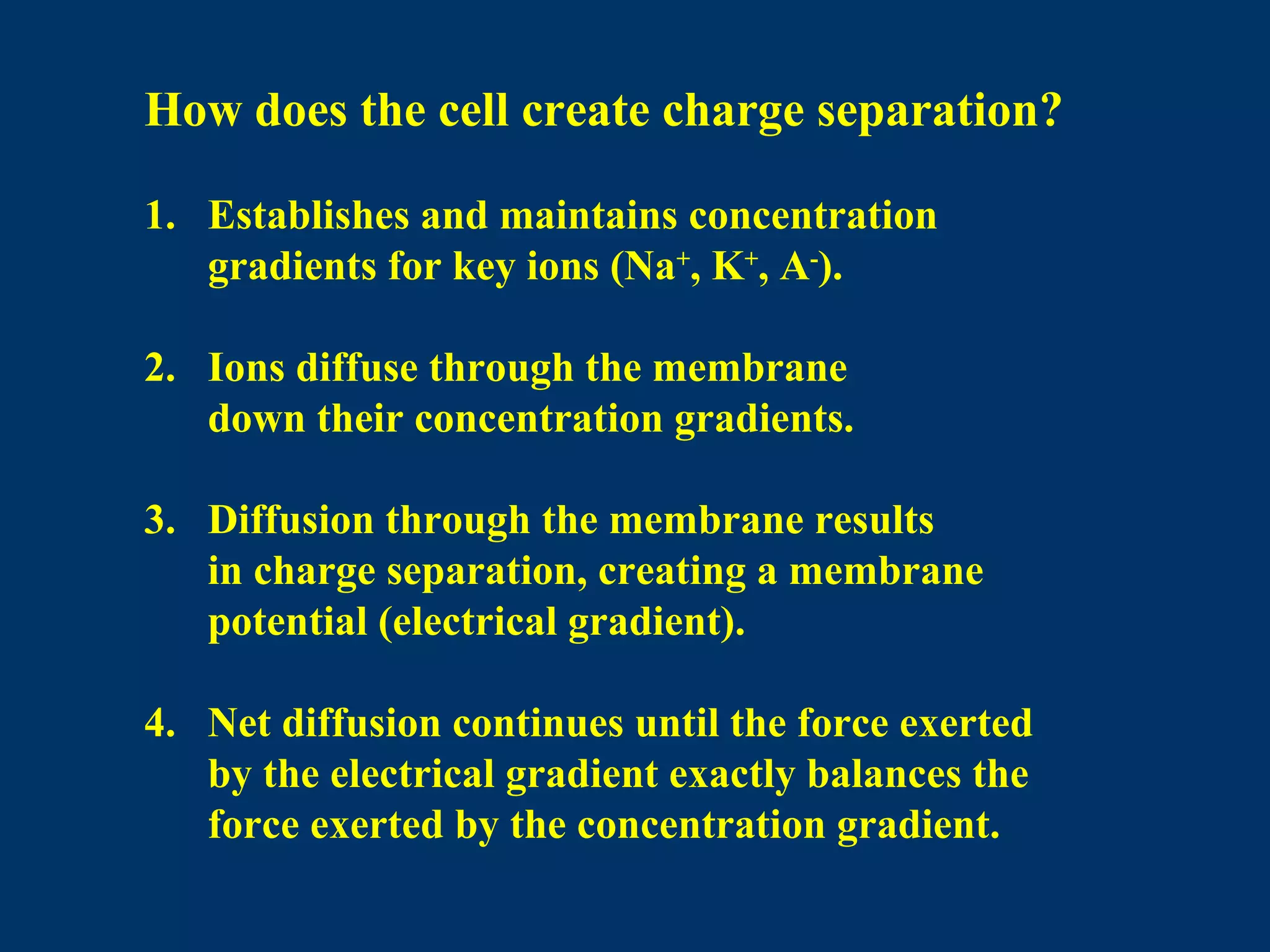 How does the cell create charge separation?
1. Establishes and maintains concentration
gradients for key ions (Na+
, K+
, A-
).
2. Ions diffuse through the membrane
down their concentration gradients.
3. Diffusion through the membrane results
in charge separation, creating a membrane
potential (electrical gradient).
4. Net diffusion continues until the force exerted
by the electrical gradient exactly balances the
force exerted by the concentration gradient.
 