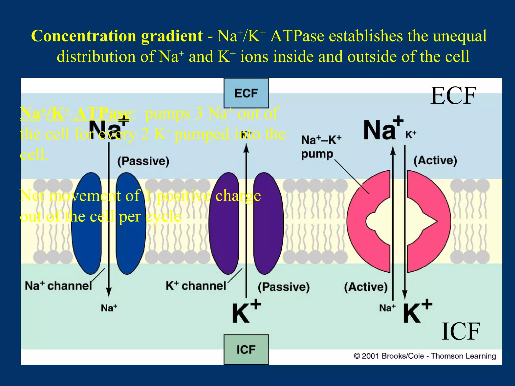 Concentration gradient - Na+
/K+
ATPase establishes the unequal
distribution of Na+
and K+
ions inside and outside of the cell
ECF
ICF
Na+
/K+
ATPase: pumps 3 Na+
out of
the cell for every 2 K+
pumped into the
cell.
Net movement of 1 positive charge
out of the cell per cycle
 