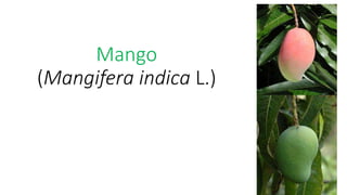 Mango
(Mangifera indica L.)
 
