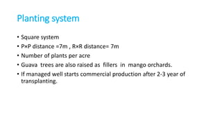 Production technology of Mango | PPTX