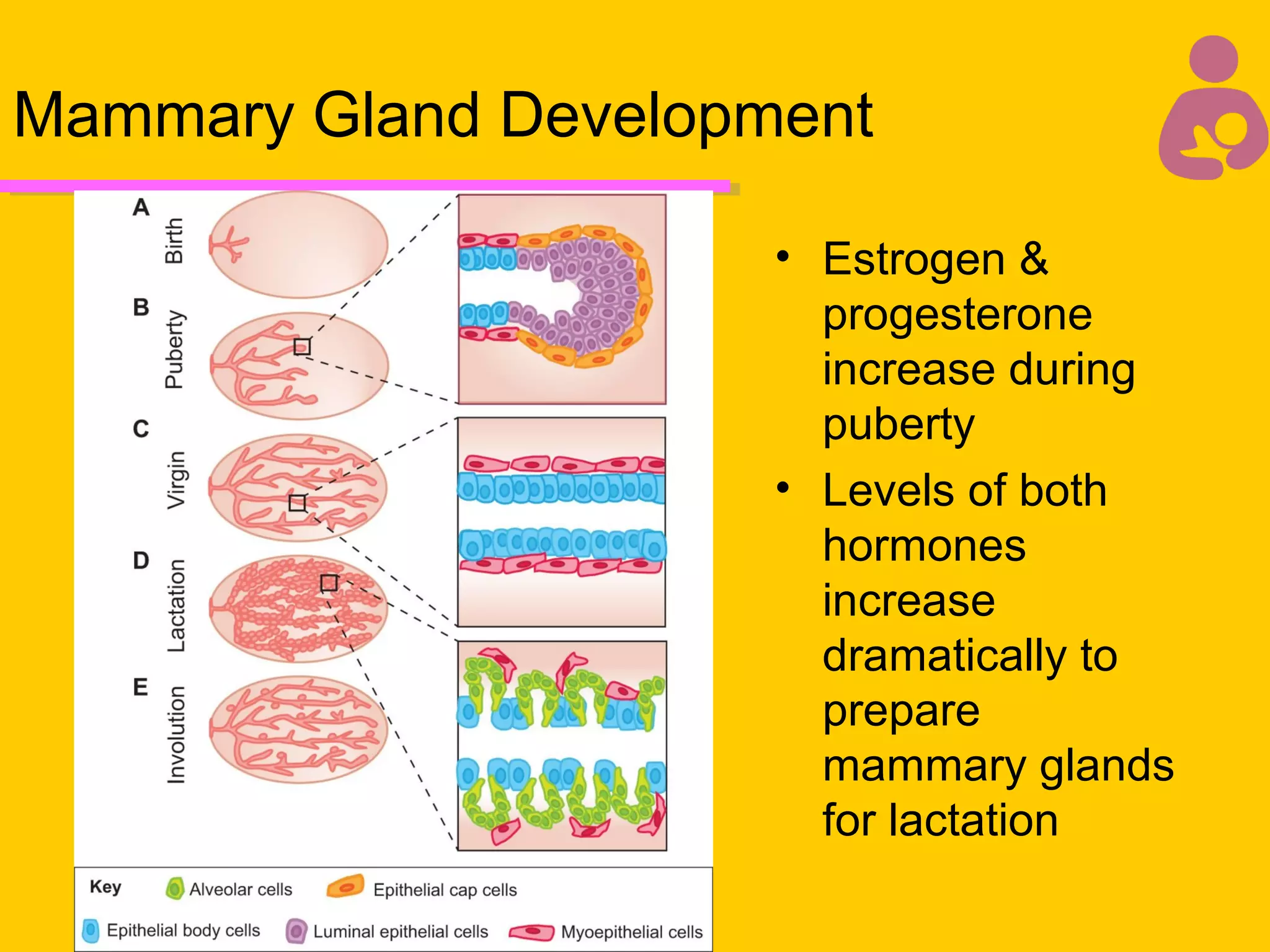 Lecture 4 Ndd10603 Ppt 