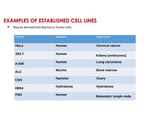 EXAMPLES OF ESTABLISHED CELL LINES
 May be derived from Normal or Tumor cells.
Cell line Organism Origin Tissue
HeLa Human Cervical cancer
293-T Human
Kidney (embryonic)
A-549
Human Lung carcinoma
ALC
Murine Bone marrow
CHO
Hamster Ovary
HB54
Hybridoma Hybridoma
FM3 Human
Metastatic lymph node
 