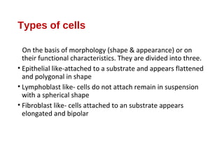Types of cells
On the basis of morphology (shape & appearance) or on
their functional characteristics. They are divided into three.
• Epithelial like-attached to a substrate and appears flattened
and polygonal in shape
• Lymphoblast like- cells do not attach remain in suspension
with a spherical shape
• Fibroblast like- cells attached to an substrate appears
elongated and bipolar
 