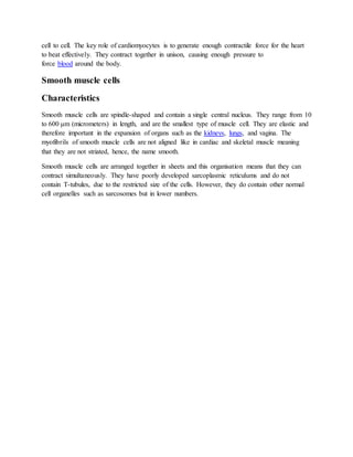 cell to cell. The key role of cardiomyocytes is to generate enough contractile force for the heart
to beat effectively. They contract together in unison, causing enough pressure to
force blood around the body.
Smooth muscle cells
Characteristics
Smooth muscle cells are spindle-shaped and contain a single central nucleus. They range from 10
to 600 μm (micrometers) in length, and are the smallest type of muscle cell. They are elastic and
therefore important in the expansion of organs such as the kidneys, lungs, and vagina. The
myofibrils of smooth muscle cells are not aligned like in cardiac and skeletal muscle meaning
that they are not striated, hence, the name smooth.
Smooth muscle cells are arranged together in sheets and this organisation means that they can
contract simultaneously. They have poorly developed sarcoplasmic reticulums and do not
contain T-tubules, due to the restricted size of the cells. However, they do contain other normal
cell organelles such as sarcosomes but in lower numbers.
 