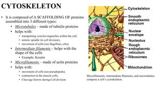 Lecture 4 - Introduction to Cell Biology 23-24.pdf