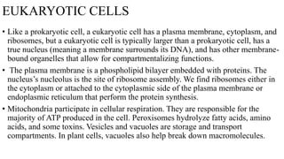 Lecture 4 - Introduction to Cell Biology 23-24.pdf