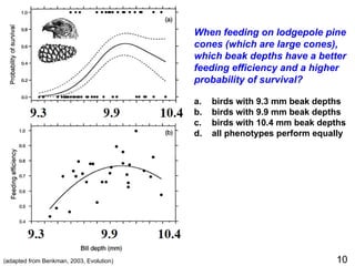 When feeding on lodgepole pine
cones (which are large cones),
which beak depths have a better
feeding efficiency and a higher
probability of survival?
a. birds with 9.3 mm beak depths
b. birds with 9.9 mm beak depths
c. birds with 10.4 mm beak depths
d. all phenotypes perform equally
(adapted from Benkman, 2003, Evolution) 10
 