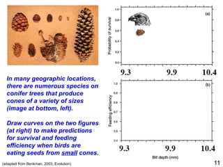 (adapted from Benkman, 2003, Evolution)
In many geographic locations,
there are numerous species on
conifer trees that produce
cones of a variety of sizes
(image at bottom, left).
Draw curves on the two figures
(at right) to make predictions
for survival and feeding
efficiency when birds are
eating seeds from small cones.
11
 