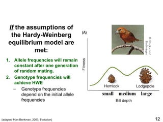 (adapted from Benkman, 2003, Evolution) 12
1. Allele frequencies will remain
constant after one generation
of random mating.
2. Genotype frequencies will
achieve HWE
‒ Genotype frequencies
depend on the initial allele
frequencies
If the assumptions of
the Hardy-Weinberg
equilibrium model are
met:
 
