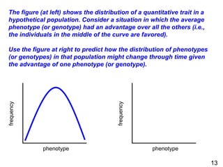 phenotype
frequency
phenotype
frequency
The figure (at left) shows the distribution of a quantitative trait in a
hypothetical population. Consider a situation in which the average
phenotype (or genotype) had an advantage over all the others (i.e.,
the individuals in the middle of the curve are favored).
Use the figure at right to predict how the distribution of phenotypes
(or genotypes) in that population might change through time given
the advantage of one phenotype (or genotype).
13
 