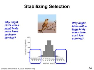 Stabilizing Selection
(adapted from Covas et al., 2002, Proc Roc Soc)
Why might
birds with a
small body
mass have
such low
survival?
Why might
birds with a
large body
mass have
such low
survival?
14
 