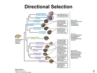 Directional Selection
3
 