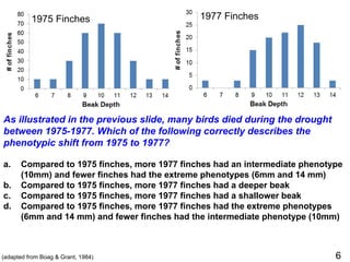 1975 Finches
As illustrated in the previous slide, many birds died during the drought
between 1975-1977. Which of the following correctly describes the
phenotypic shift from 1975 to 1977?
a. Compared to 1975 finches, more 1977 finches had an intermediate phenotype
(10mm) and fewer finches had the extreme phenotypes (6mm and 14 mm)
b. Compared to 1975 finches, more 1977 finches had a deeper beak
c. Compared to 1975 finches, more 1977 finches had a shallower beak
d. Compared to 1975 finches, more 1977 finches had the extreme phenotypes
(6mm and 14 mm) and fewer finches had the intermediate phenotype (10mm)
1977 Finches
(adapted from Boag & Grant, 1984) 6
 
