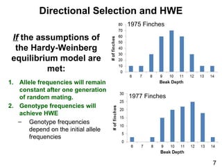 Directional Selection and HWE
7
1. Allele frequencies will remain
constant after one generation
of random mating.
2. Genotype frequencies will
achieve HWE
‒ Genotype frequencies
depend on the initial allele
frequencies
If the assumptions of
the Hardy-Weinberg
equilibrium model are
met:
1977 Finches
1975 Finches
 