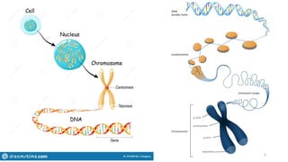 Principle of cellular life structure and function | PPTX